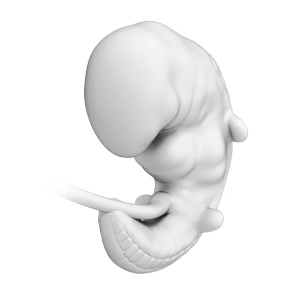 胎児の3Dレンダリングイラスト — ストック写真
