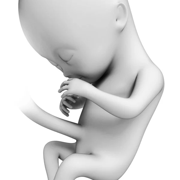 Rendered Illustration Fetus Month — Stock Photo, Image