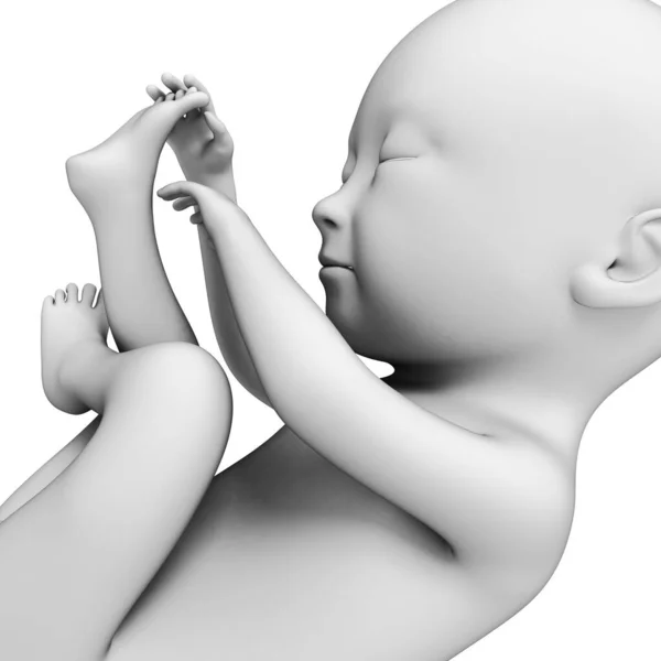 3D说明胎儿 7个月 — 图库照片