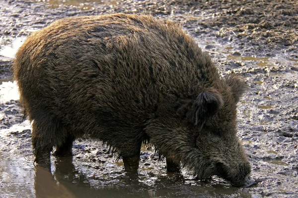 Cinghiale Nel Pane — Foto Stock