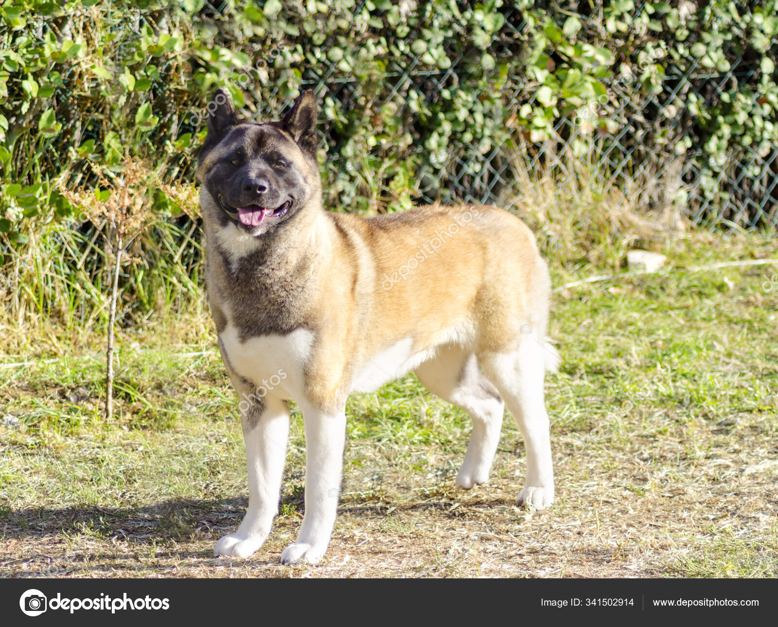 American sales akita pinto