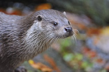 otter, aquatics animal, mammal clipart