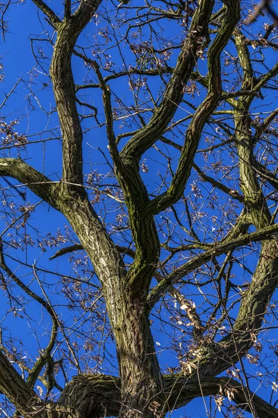 Paesaggio Vicino Zons Rhein — Foto Stock