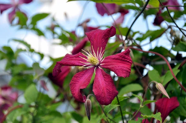 Красочные Цветы Растущие Открытом Воздухе — стоковое фото