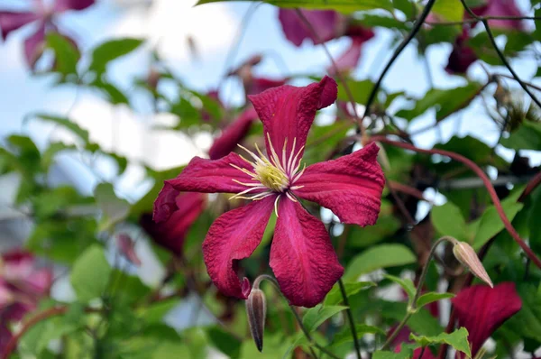 Coloridas Flores Que Crecen Aire Libre — Foto de Stock