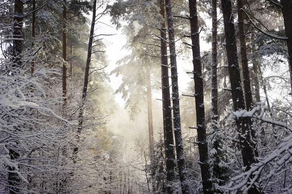 Χιονισμένο Δασικό Τοπίο Χειμώνας Στο Ξύλο Δέντρα — Φωτογραφία Αρχείου