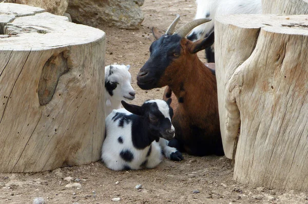 Chèvre Mignon Jour — Photo