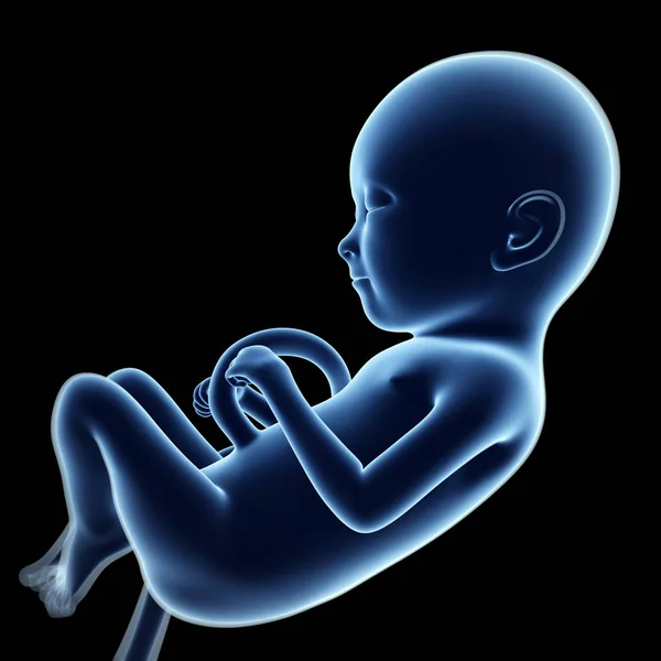 Geïllustreerde Afbeelding Van Een Foetus Maand — Stockfoto