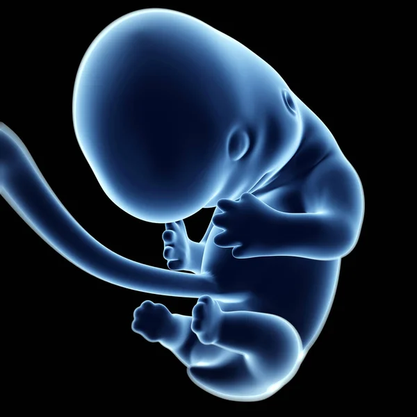 Rendered Illustration Fetus Month — Stock Photo, Image