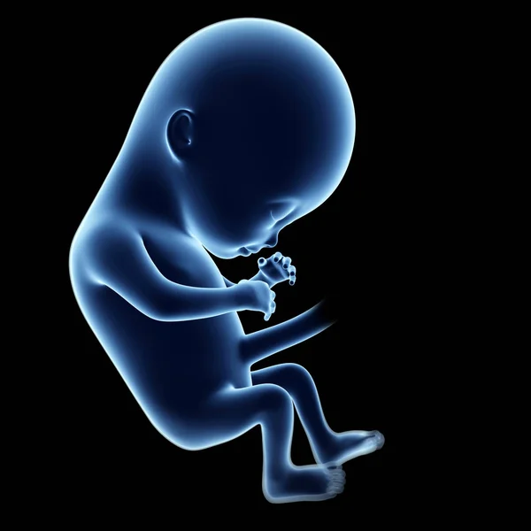 Αποδίδεται Απεικόνιση Ενός Εμβρύου Μήνας — Φωτογραφία Αρχείου