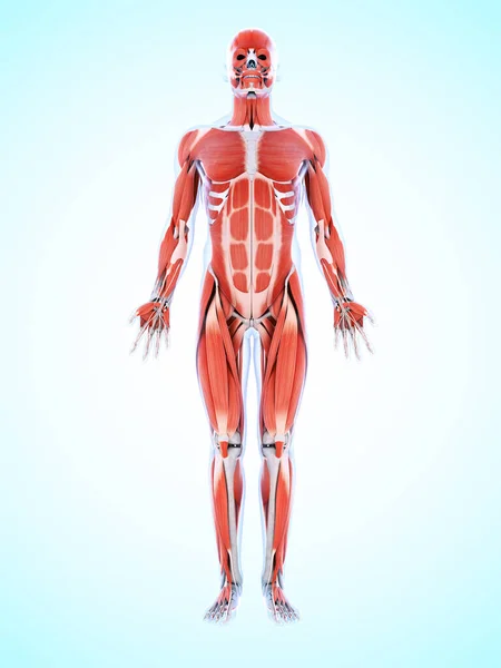 Rendered Illustration Male Musculature — Stock Photo, Image