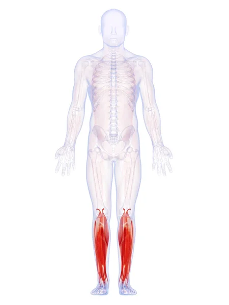 Rendered Illustration Lower Leg Muscles — Stock Photo, Image