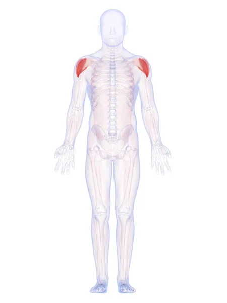 Återges Illustration Axelmusklerna — Stockfoto