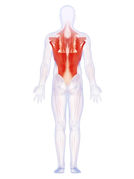 Ilustración Renderizada Los Músculos Espalda —  Fotos de Stock