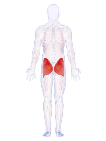 Renderowane Ilustracji Mięśni Dolnych — Zdjęcie stockowe