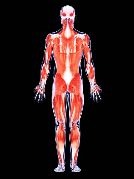 男性の筋肉の3Dレンダリングイラスト — ストック写真