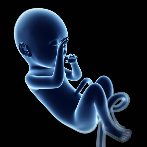 胎児の3Dレンダリングイラスト — ストック写真