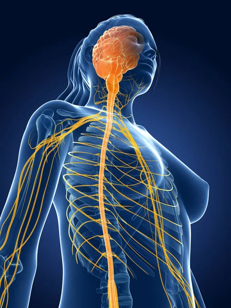 Rendered Medical Illustration Female Nerves — Stock Photo, Image