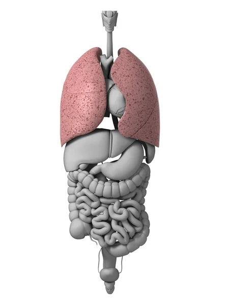 Ilustração Renderizada Dos Órgãos Humanos — Fotografia de Stock