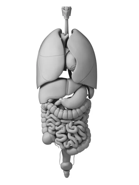 Ilustração Renderizada Dos Órgãos Humanos — Fotografia de Stock