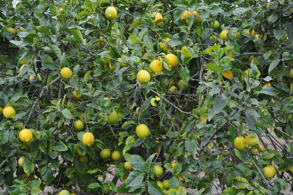 Лимоны Дереве Испанке — стоковое фото