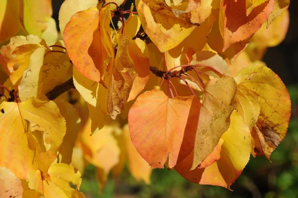 秋の森や秋の季節の植物 — ストック写真