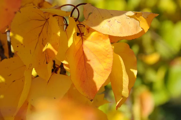秋天的森林树叶 秋天的植物 — 图库照片