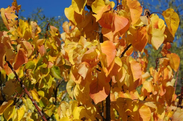 Herfst Bos Bladeren Herfst Seizoen Flora — Stockfoto