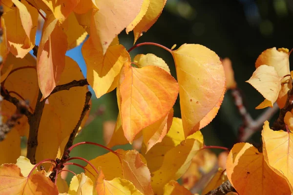 Hojas Del Bosque Otoño Flora Temporada Otoño — Foto de Stock