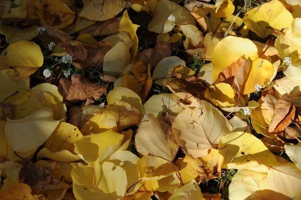 Jesienne Liście Leśne Jesienna Flora — Zdjęcie stockowe