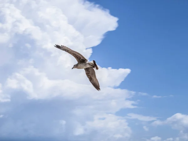 Vue Panoramique Bel Oiseau Nature — Photo