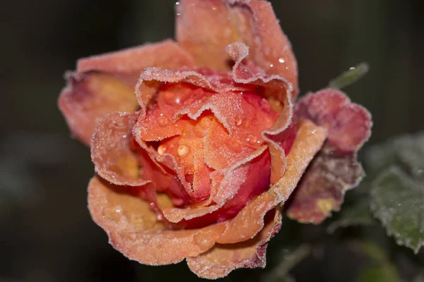 Rose Night Frost — Stock Photo, Image