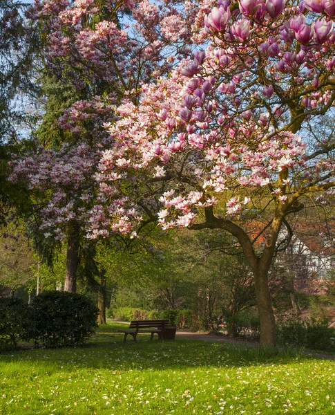 Flores Magnolia Florecen Primavera — Foto de Stock