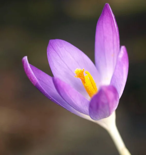 Flores Cocodrilo Primavera Flora Púrpura — Foto de Stock
