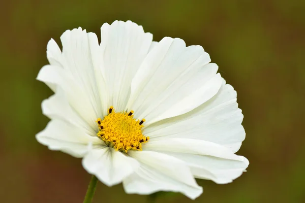 Blüte Blumen Blumigen Hintergrund — Stockfoto
