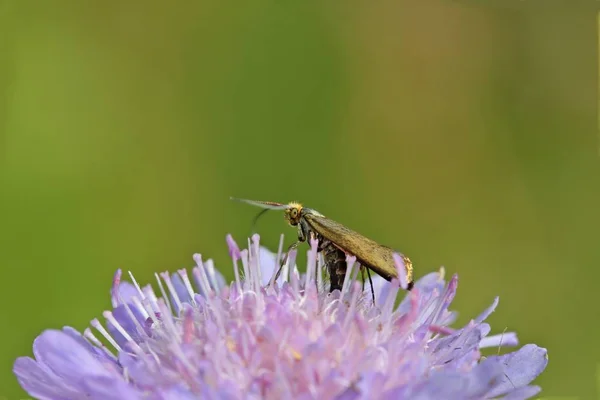 Marsh Fritillary Long Horn Moth Nemophora Metallica Colocar Ovos Flor — Fotografia de Stock