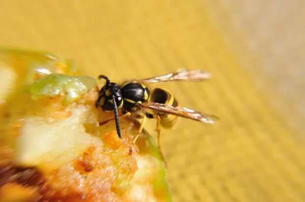 Eşek Arısı Vespinae Bir Parça Kekin Üzerinde — Stok fotoğraf