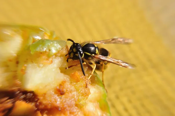 Wespen Vespinae Auf Einem Kuchenstück — Stockfoto