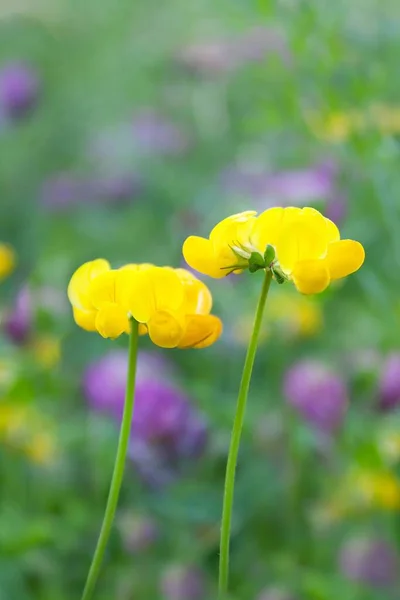 Lily Lotus Bloem Vijver Flora — Stockfoto