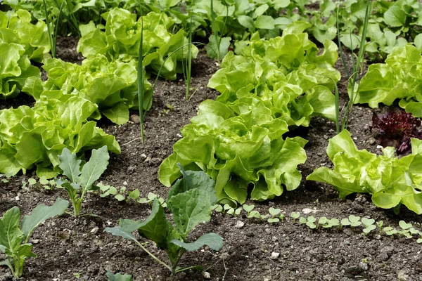 Nahaufnahme Von Frischem Leckerem Salat — Stockfoto
