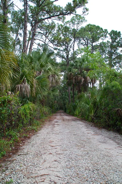 Стоїть Гирлі Старої Сільської Дороги Нерозвиненому Районі Флориди — стокове фото