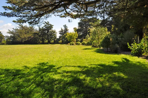 Campo Hierba Varios Árboles Fondo — Foto de Stock