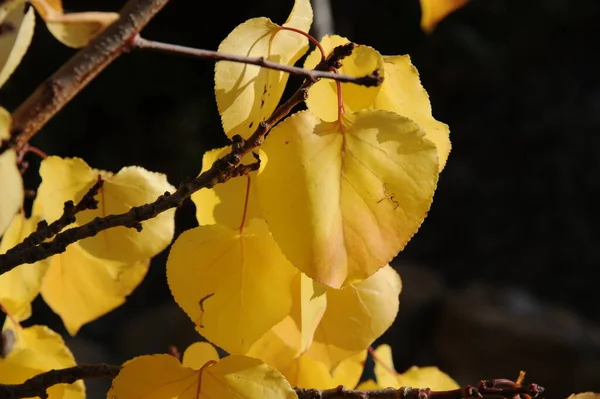 秋天的森林树叶 秋天的植物 — 图库照片