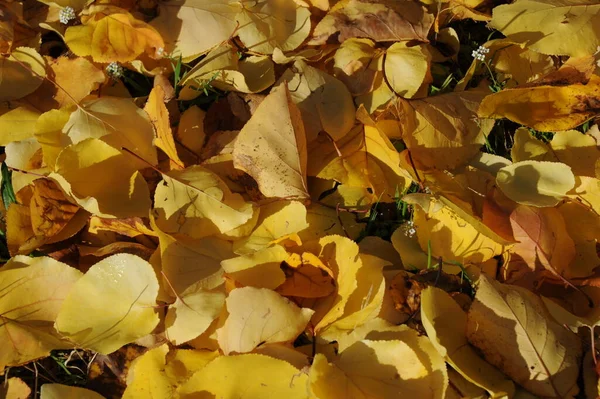 Jesienne Liście Leśne Jesienna Flora — Zdjęcie stockowe