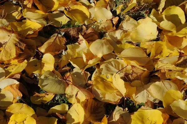 Jesienne Liście Leśne Jesienna Flora — Zdjęcie stockowe