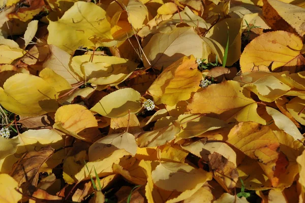 Jesienne Liście Leśne Jesienna Flora — Zdjęcie stockowe