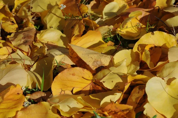 Jesienne Liście Leśne Jesienna Flora — Zdjęcie stockowe