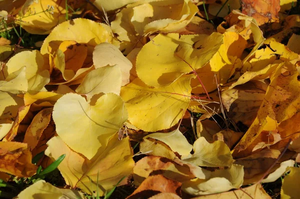 Jesienne Liście Leśne Jesienna Flora — Zdjęcie stockowe