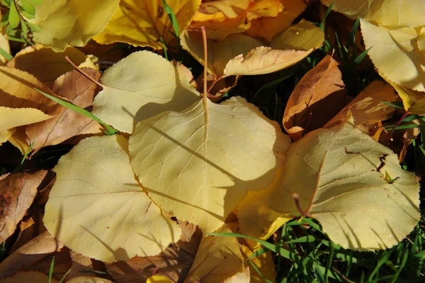 Jesienne Liście Leśne Jesienna Flora — Zdjęcie stockowe