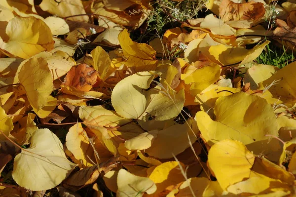 Jesienne Liście Leśne Jesienna Flora — Zdjęcie stockowe